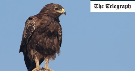 Fears for rare migrating eagles forced to avoid war-torn Ukraine