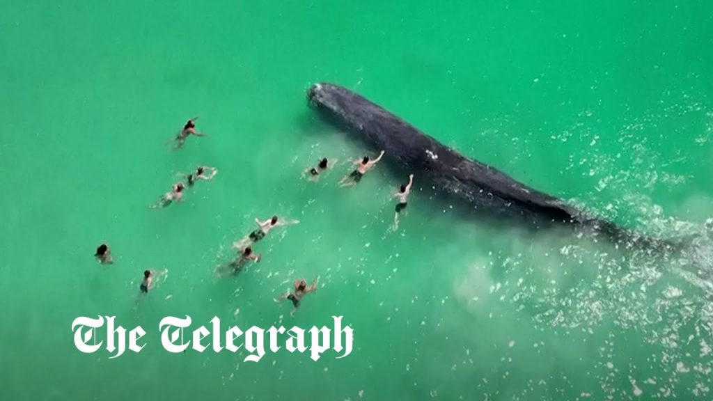 Beachgoers touch whale straying ‘dangerously close’ to Perth shore